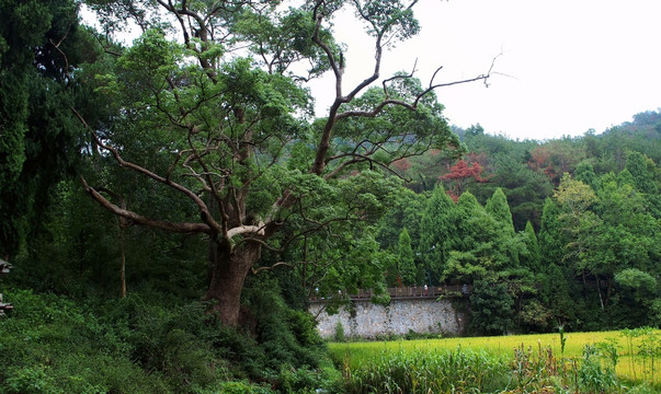 国清寺风景区