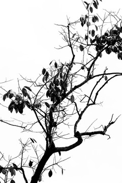黑白树枝剪影