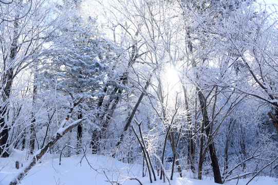 雪 雪乡 树林 乡村 冬天