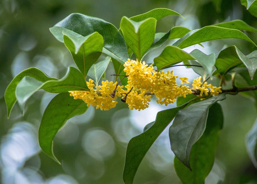 桂花