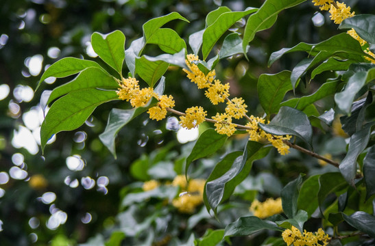 桂花