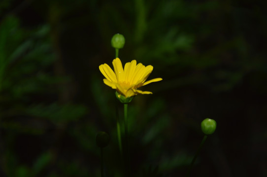 野菊花