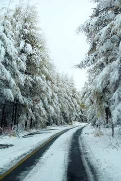 雪景