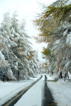 雪景