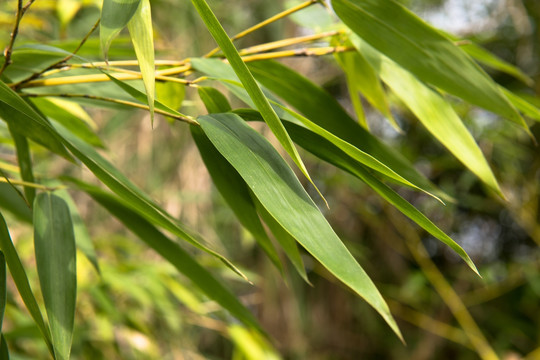 竹子 竹林 竹叶 植物 翠竹