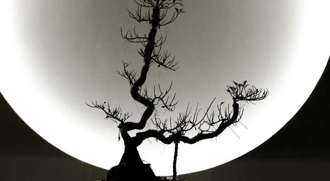 月中桂树高清大图照片摄影图