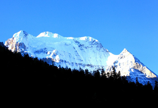 雪山 森林