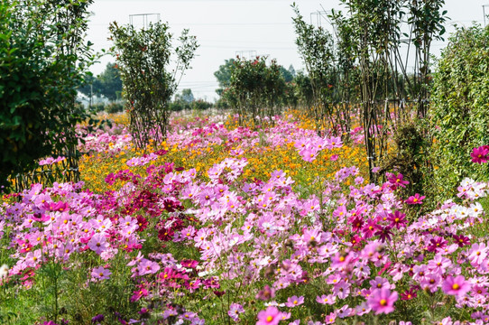 格桑花