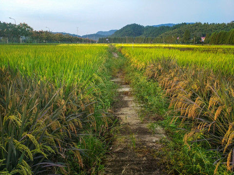 远山稻田