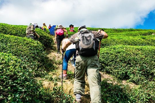 茶山爬山 户外运动