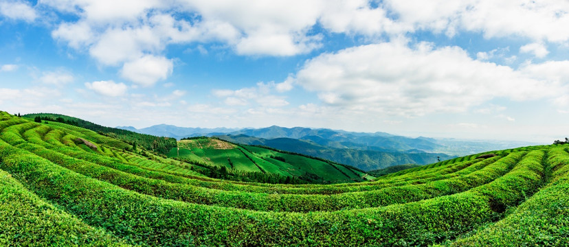 茶场风景