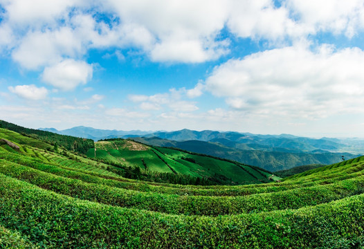 茶园风光