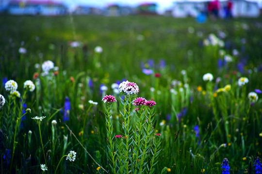 狼毒花 高原花海 野花 草地