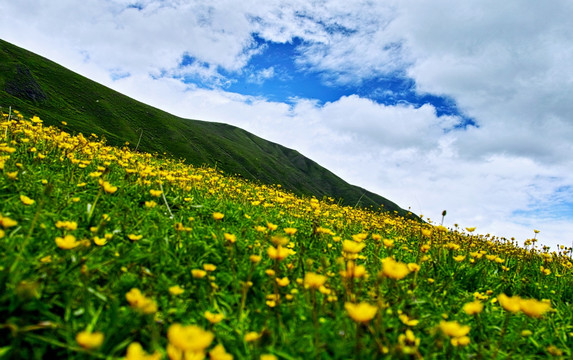 高山花海 草甸 高原 野花