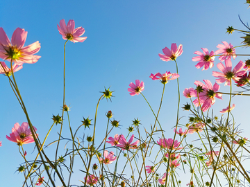 格桑花