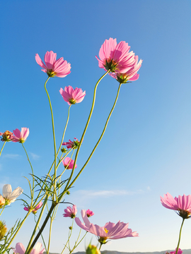 格桑花