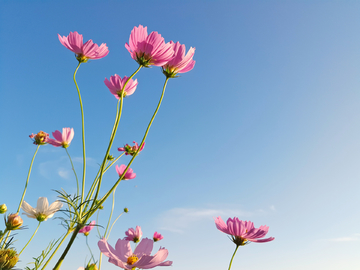 格桑花