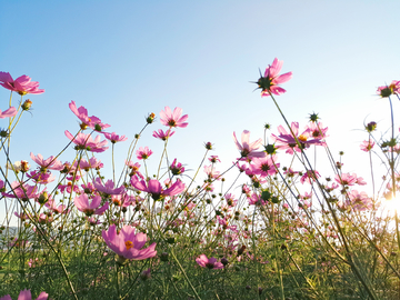 格桑花