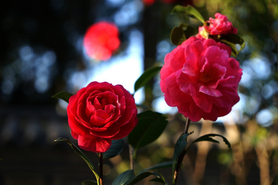 山茶花