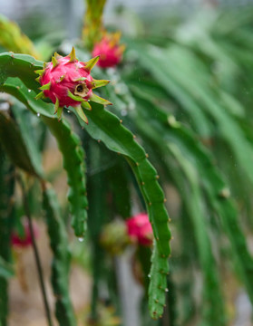 火龙果 霸王花