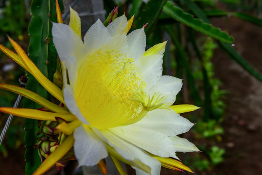 火龙果 霸王花