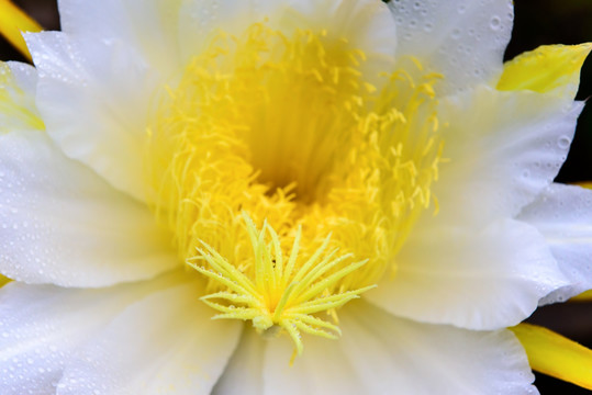 火龙果 霸王花