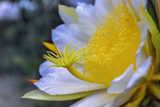 火龙果 霸王花