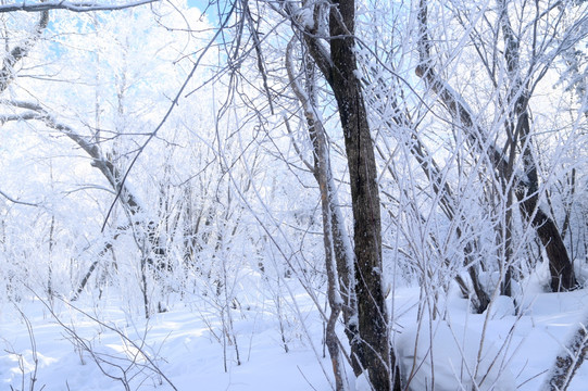 雪 雪乡 树林 乡村 冬天