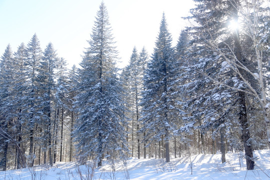 雪 树 雪乡 树林 乡村