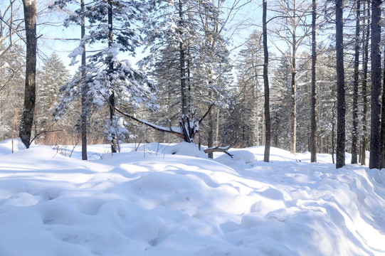 雪 树 雪乡 树林 乡村