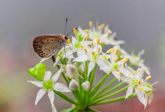 蝶恋花