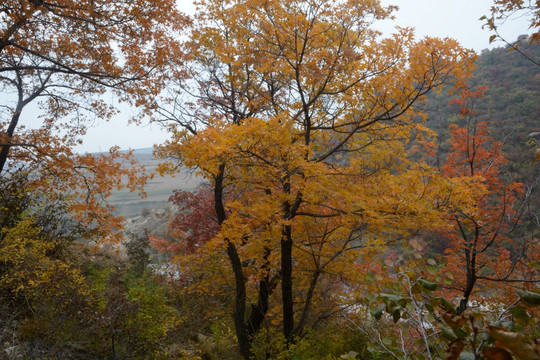 秋染喇嘛山