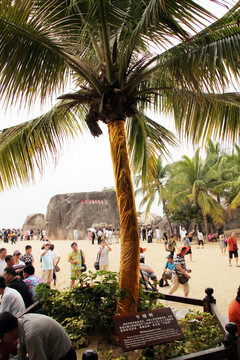 千禧树 椰子树