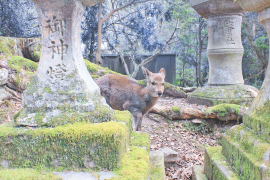 日本关西奈良神社 小鹿
