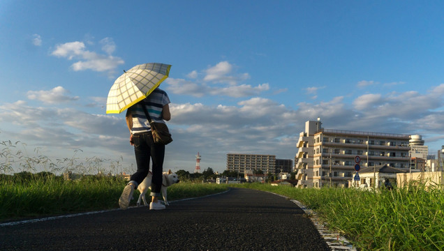 夕阳 散步 遛狗