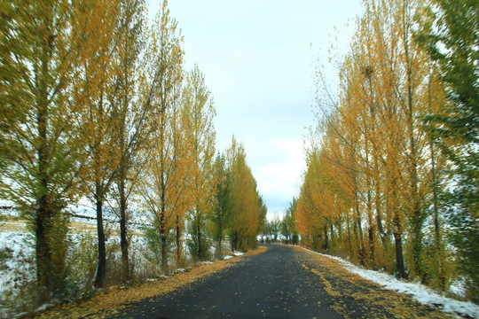 秋景 公路