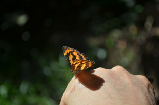 停在手背上的蝴蝶