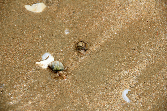 海滩田螺  海边蟹子