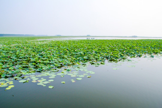 运河湿地荷花