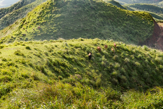 高山草甸 自由放牧 牛群