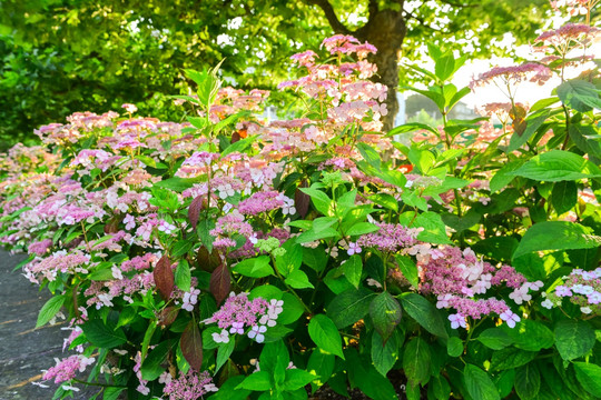 陽光花園