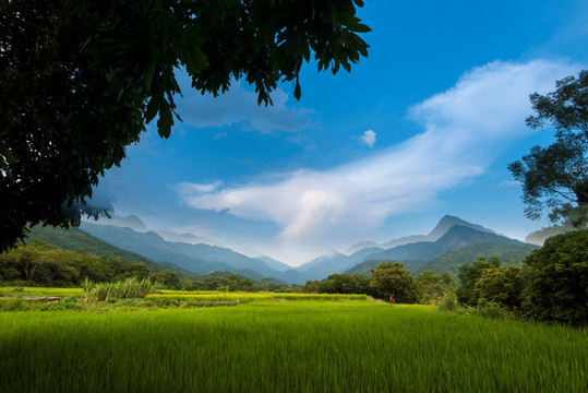 田园 乡村 绿色 生活 稻田