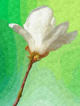 白色玉蘭花油畫