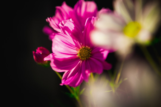 花 花卉 背景 梦幻