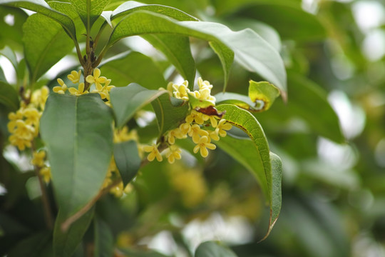 桂花