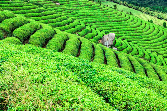 阳光茶园 茶叶 田园风光