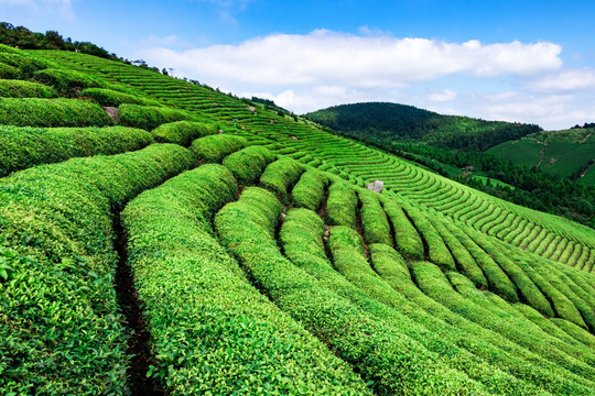 茶园风光 茶场茶树