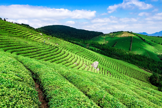 茶山茶园