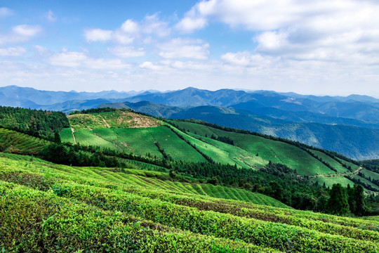 福泉山茶园