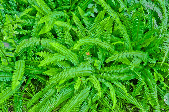 绿色背景 绿色植物 蕨类植物